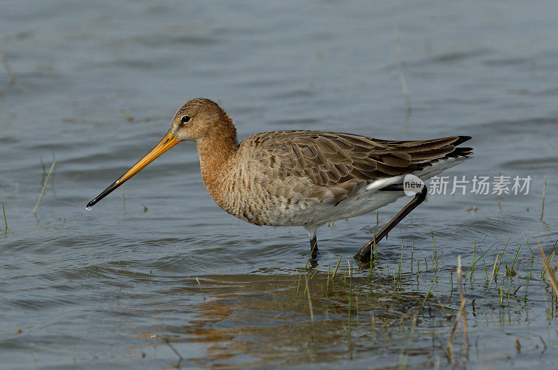 黑尾金丝雀(Limosa Limosa)